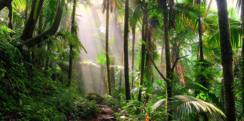 forêt tropicale