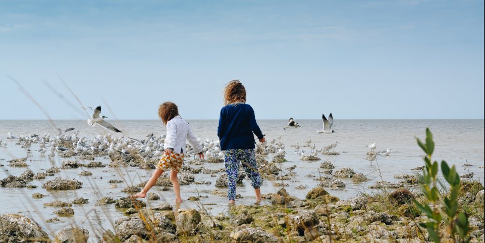 enfants bord de mer et oiseaux