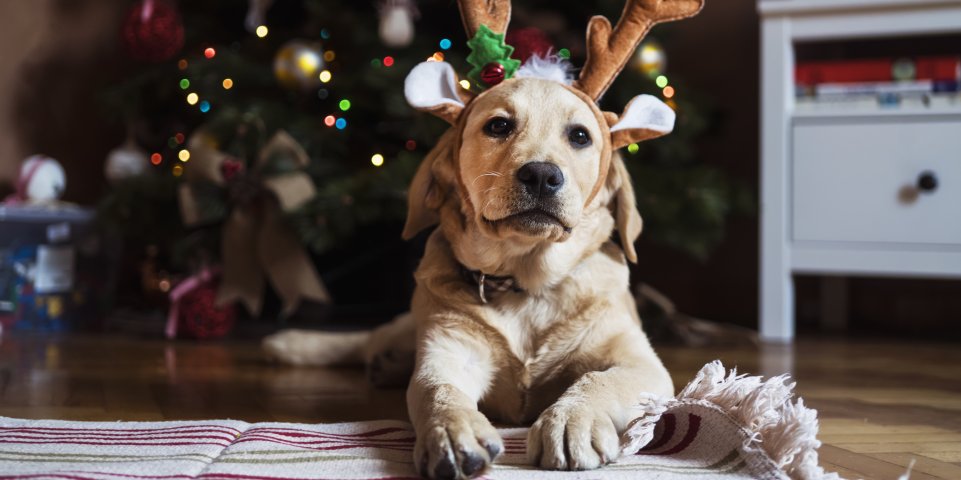 Chien qui porte un serre-tête bois de renne à noel sapin