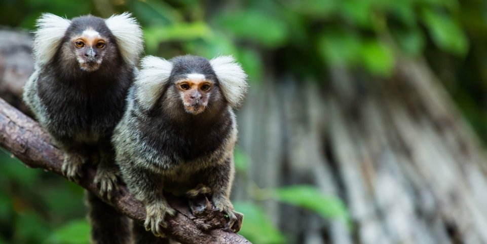 Ouistitis singes