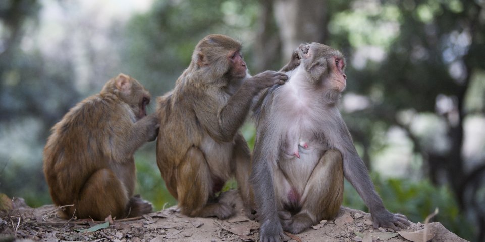 macaques