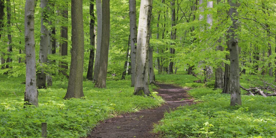 Un sentier du Vent des Forêts