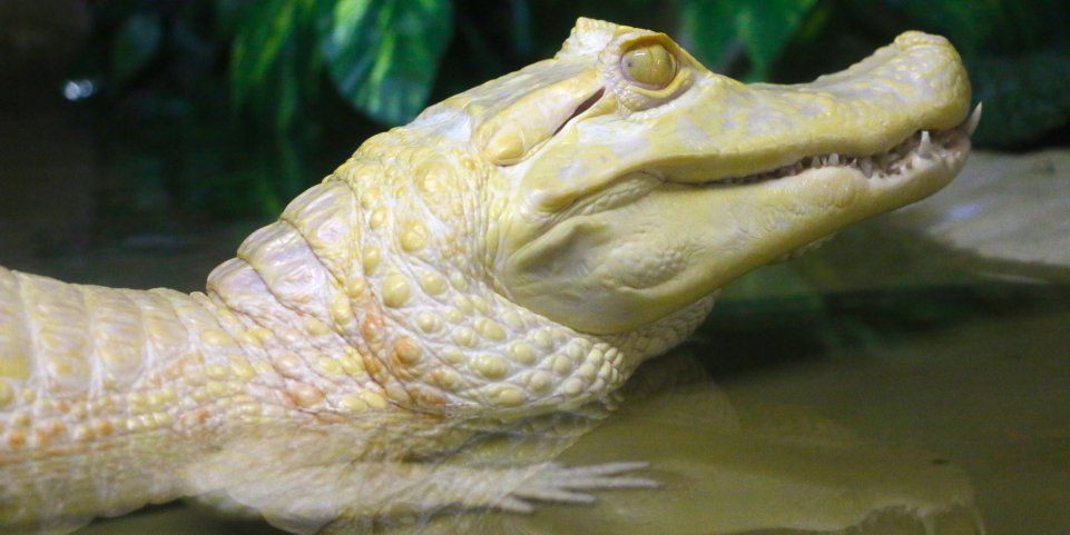 crocodile albinos