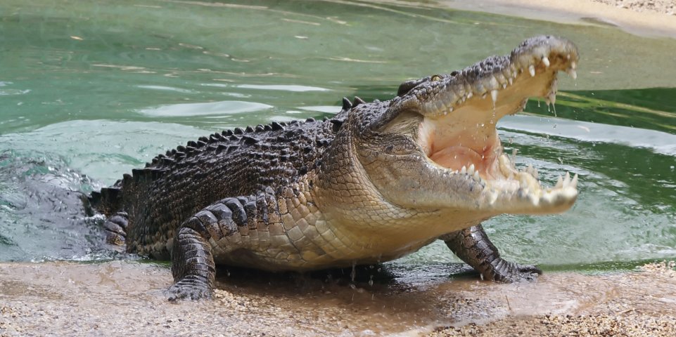 crocodile dans l'eau