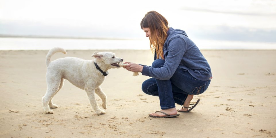 Ou Partir En Vacances Avec Son Chien Sncf Connect