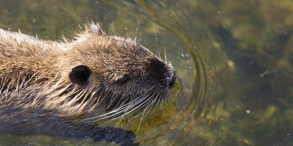 loutre étang