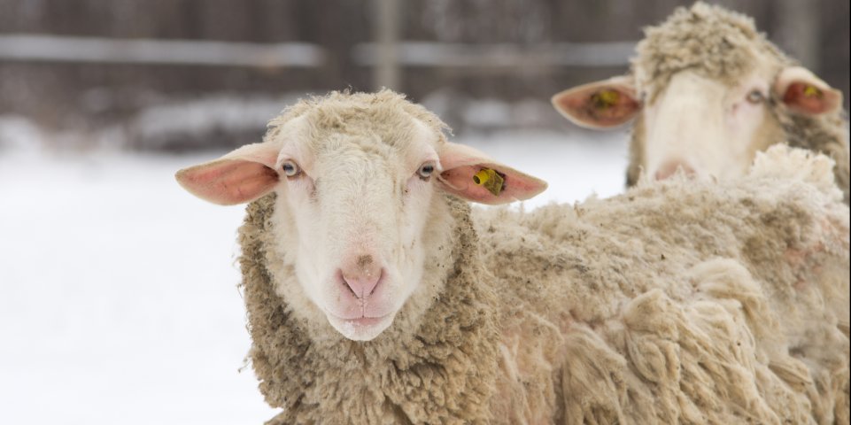 mouton neige