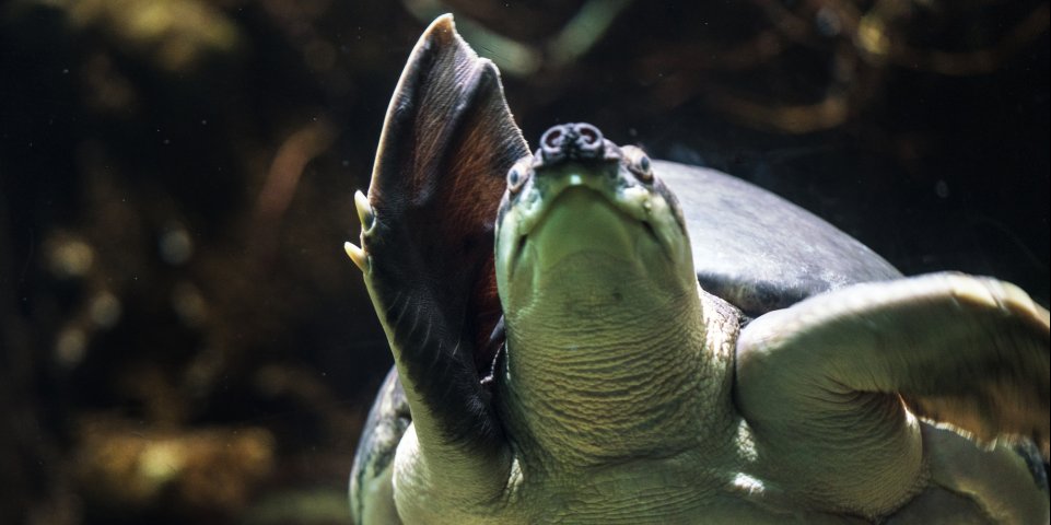 tortue a nez de cochon