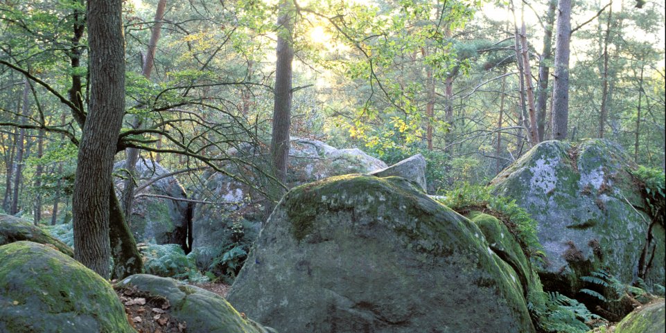 Rochers de la forêt de Fontainebleau