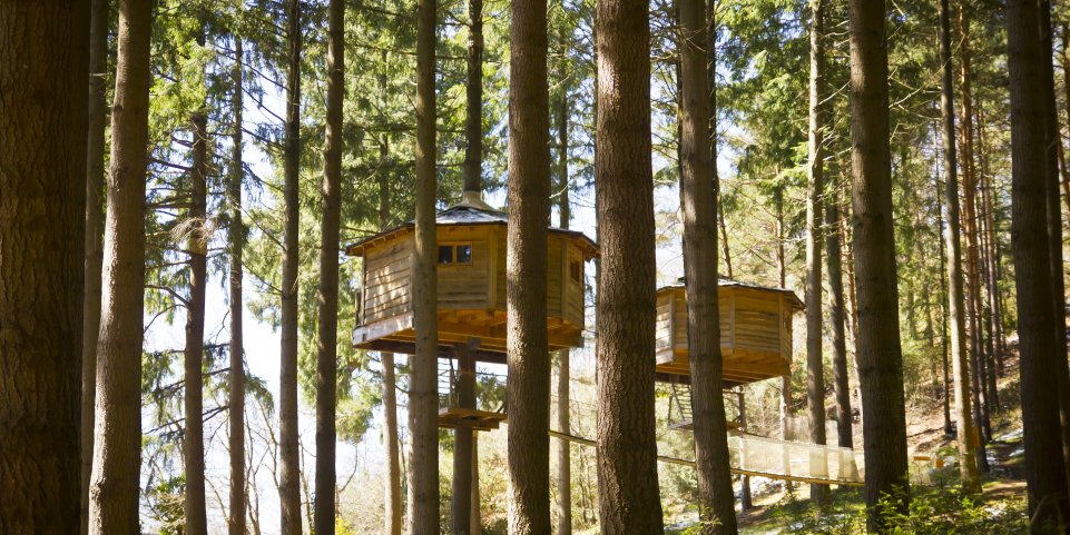 cabane-bois-dans-les-arbres