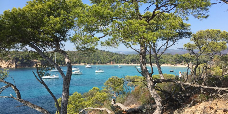 Porquerolles ile mer arbre 