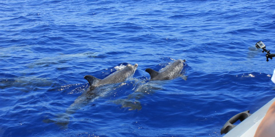 Dauphins proches d'un bateau