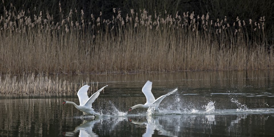 Des cygnes sur le lac de Madine dans le Parc Naturel Régional de Lorraine
