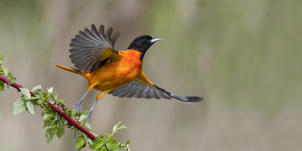 oiseau photographie nature
