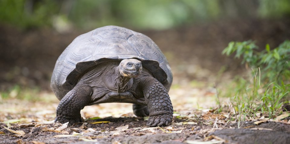 Tortue de terre