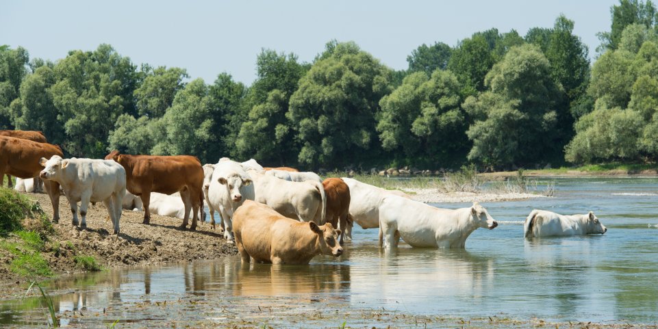 Un troupeau de vaches charolaises qui se baigne