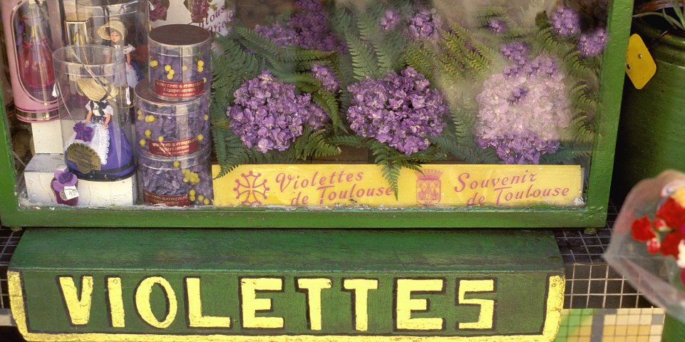 La violette de Toulouse