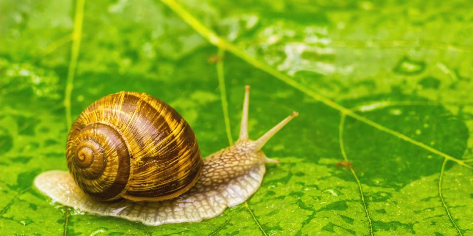Escargot sur feuille verte