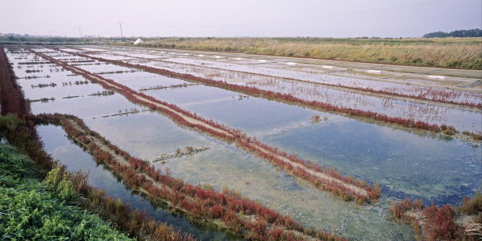 Les marais salants de l'île de ré