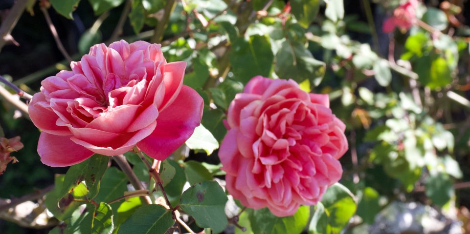 Rose de Provins