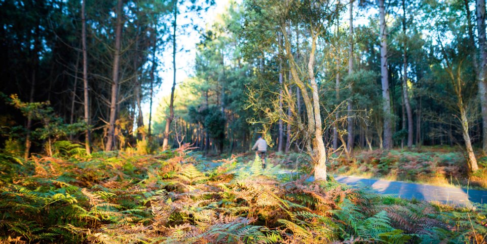 La Vélodyssée dans la forêt des Landes