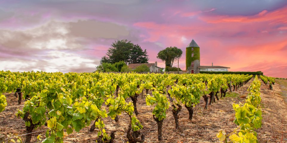 Le vignoble nantais