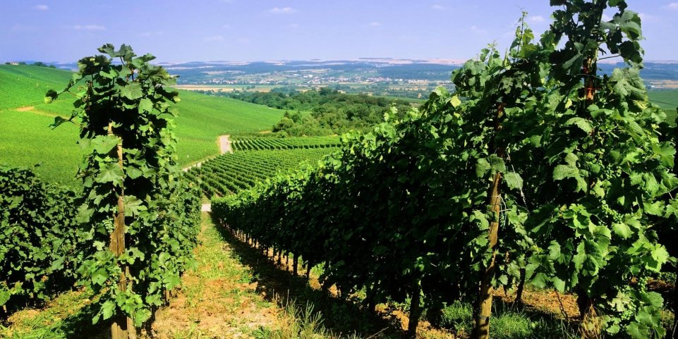Vignoble au Luxembourg