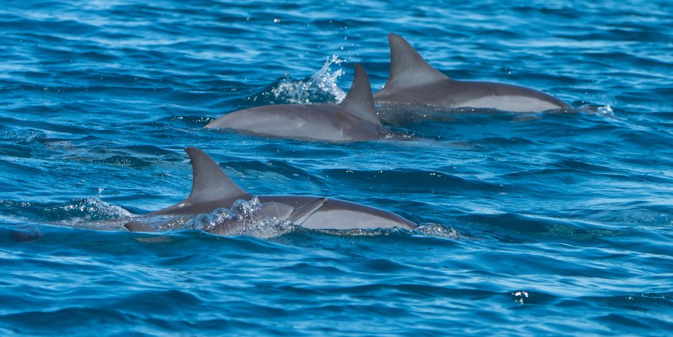 Des dauphins