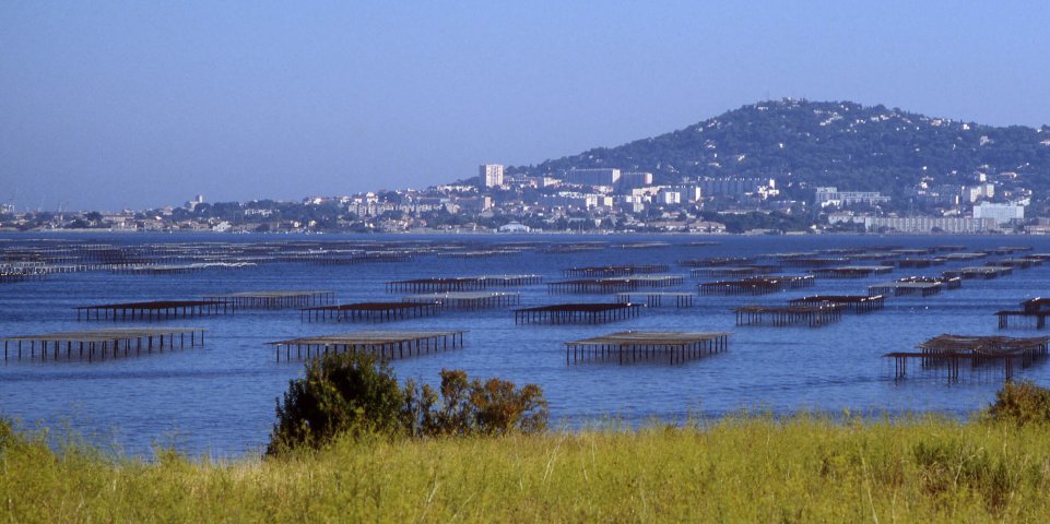 L'étang de Thau