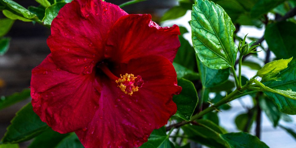 Fleur d'hibiscus