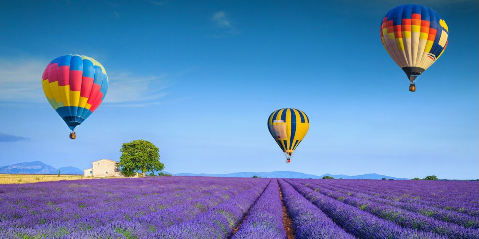 Montgolfières au-dessus d'un champ de lavande