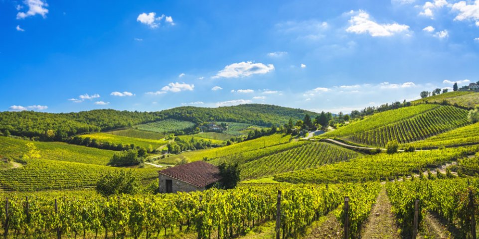 Vignes à la campagne