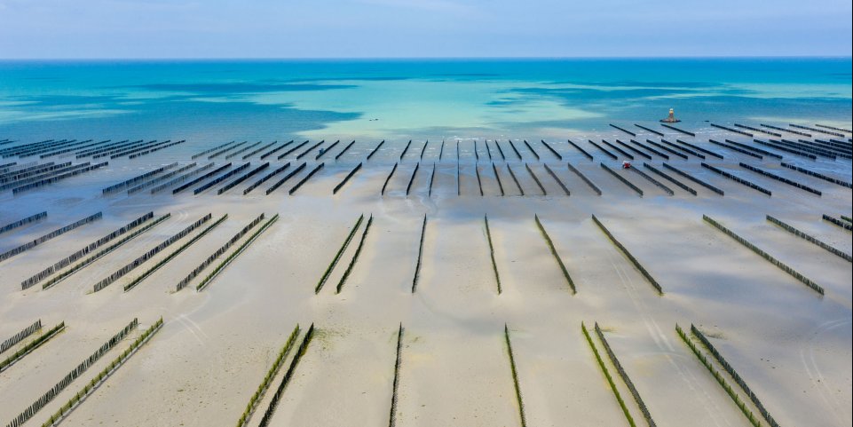 Moules de la Baie de Saint-Brieuc