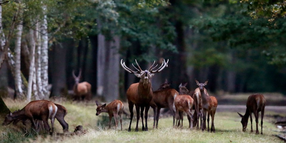 Des animaux dans la forêt de Rambouillet