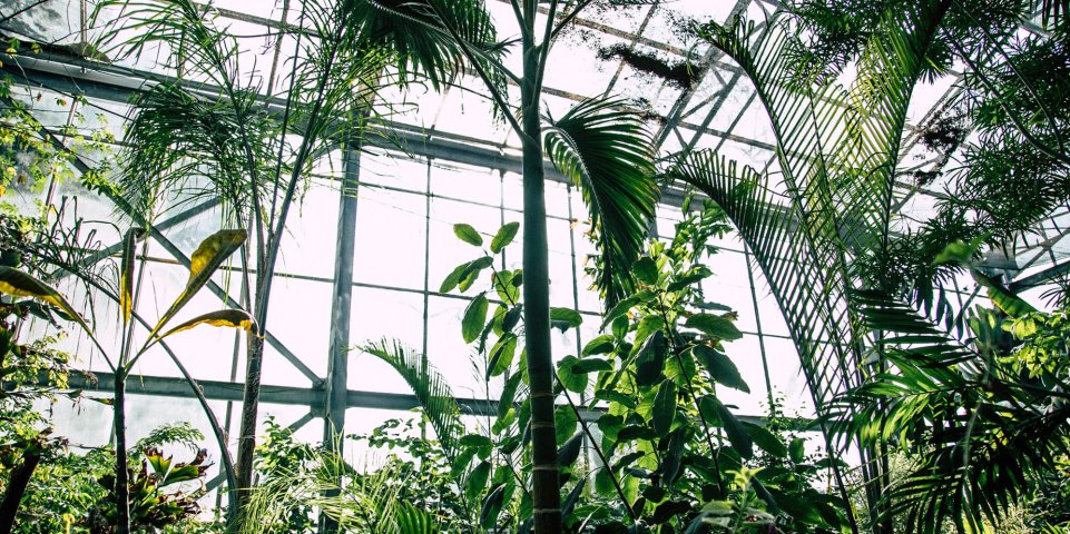Serre tropicale 