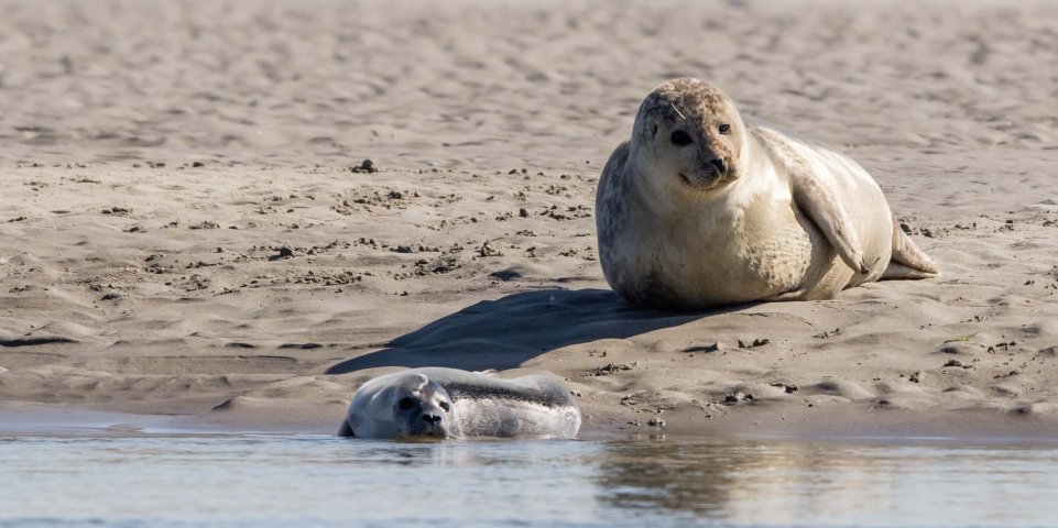phoques en Baie de Somme