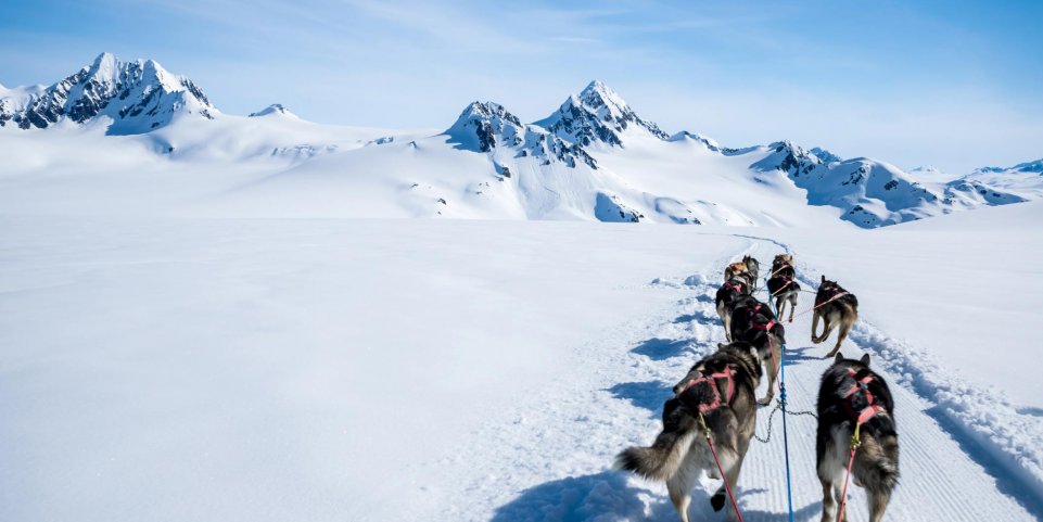 chien de traineau montagne