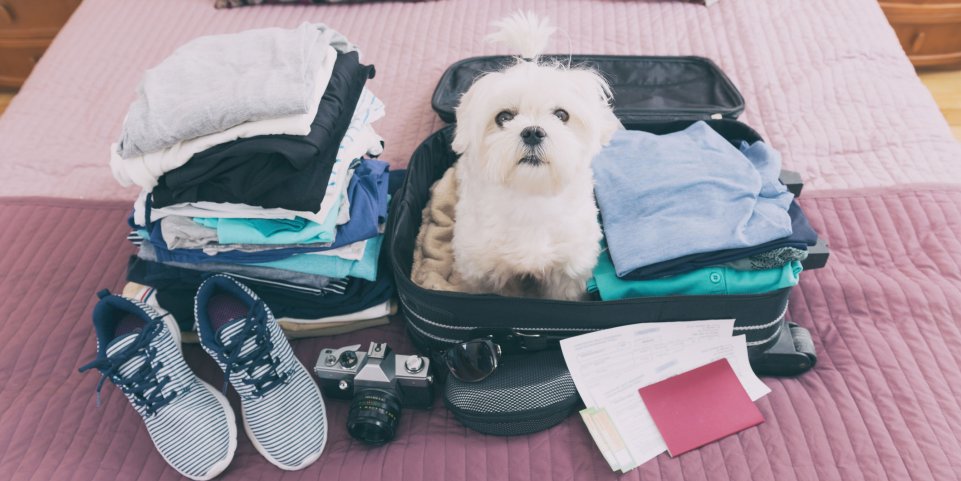 Un chien sur une valise