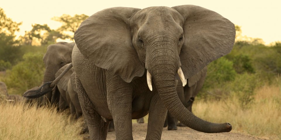 Eléphant dans la savane