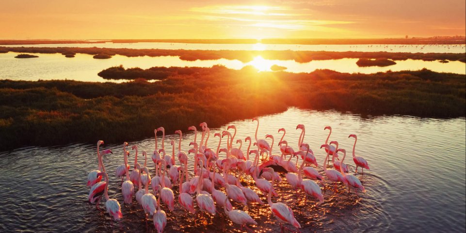 Flamands roses