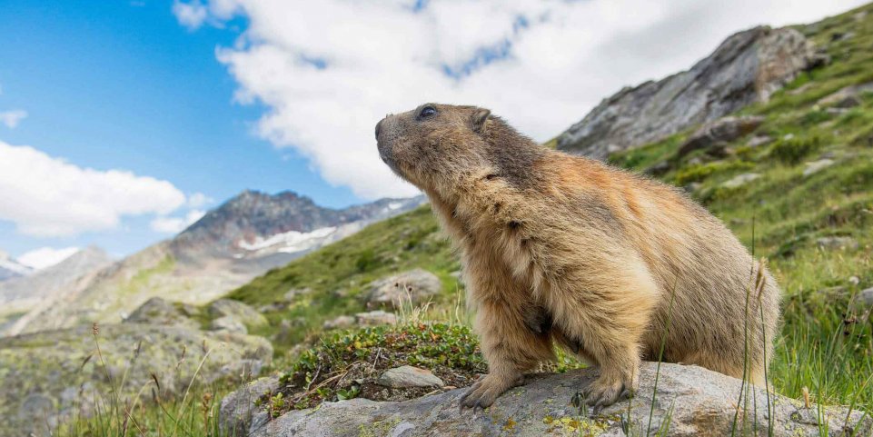 marmotte