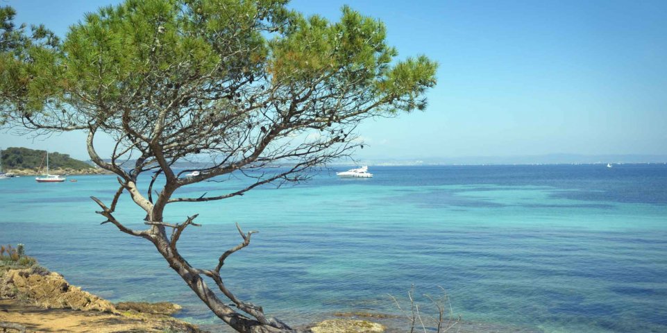 porquerolles-ile-mer-arbre