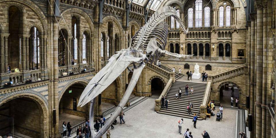 squelette de baleine au Musée d'Histoire Naturelles de Londres