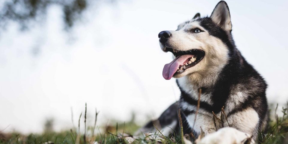 husky chien