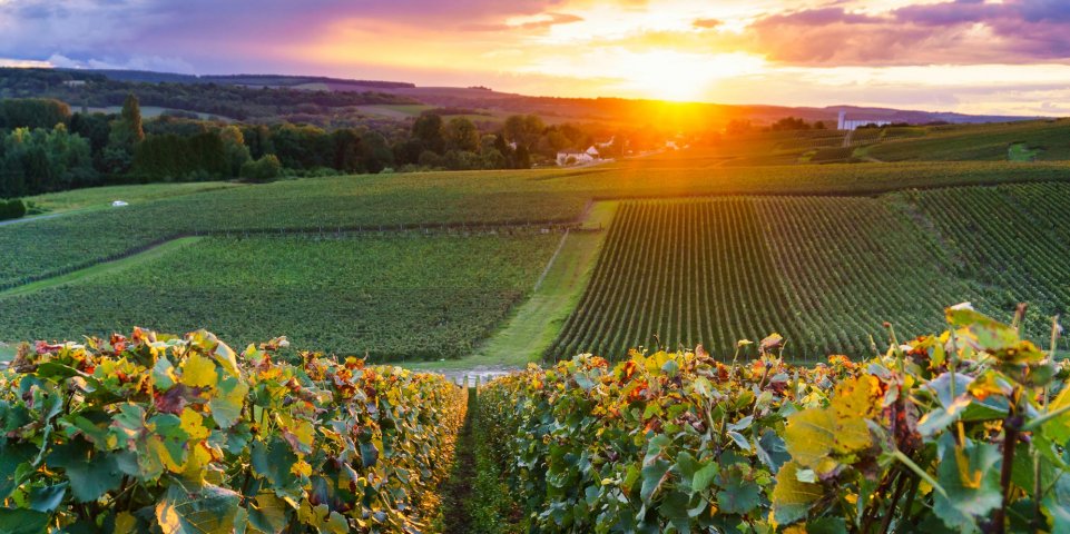 coucher de soleil sur des vignes de champagne à épernay