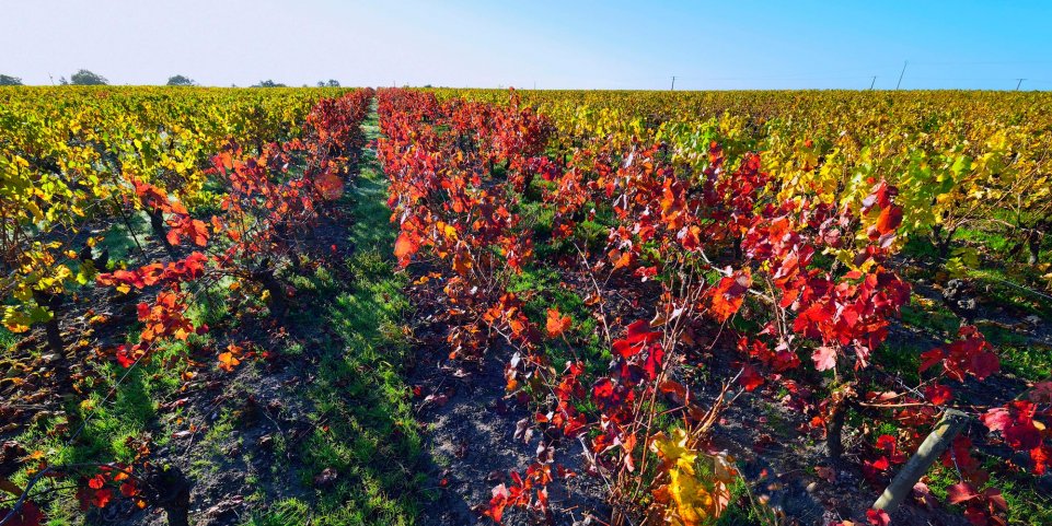 Vignoble nantais