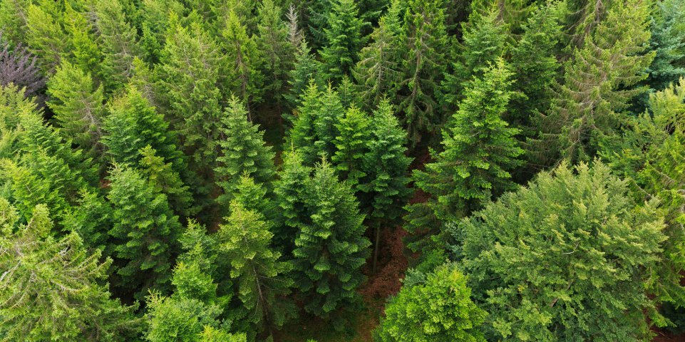 Vue aérienne sur les arbres en Forêt Noire 