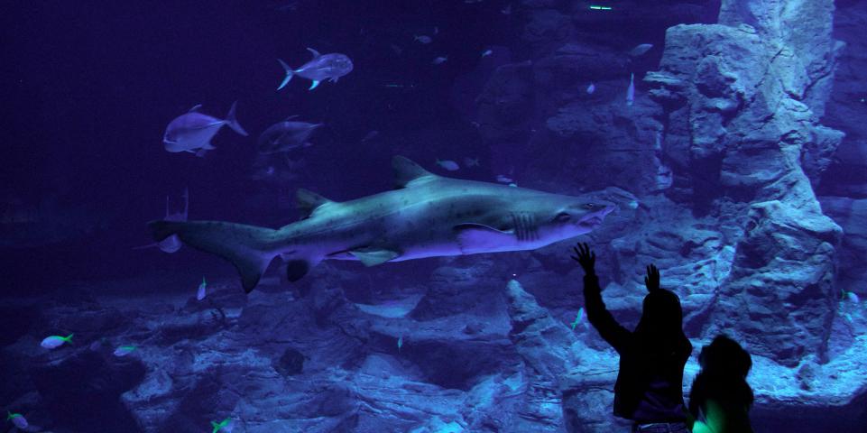 Aquarium de Montpellier Odysseum - enfants devant le bassin des requins