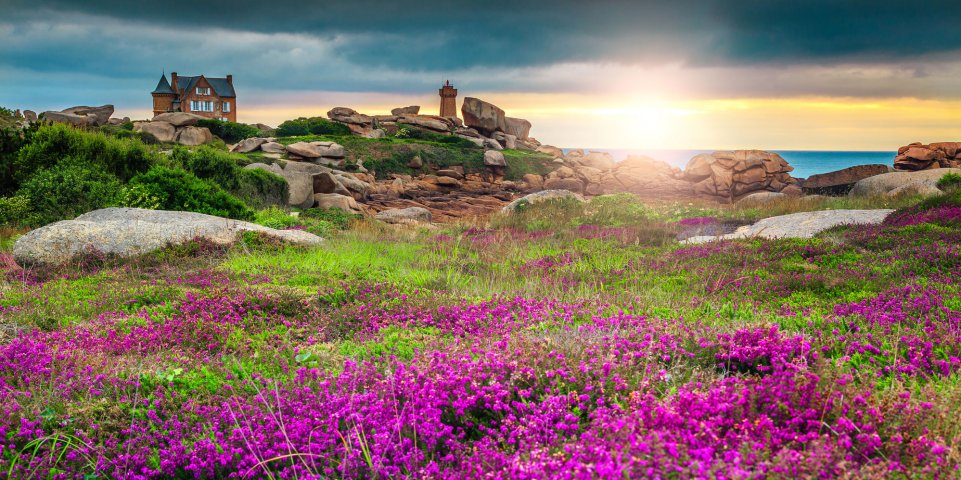Fleur et nature sur la Côte du Granit Rose à Ploumanac'h en Bretagne
