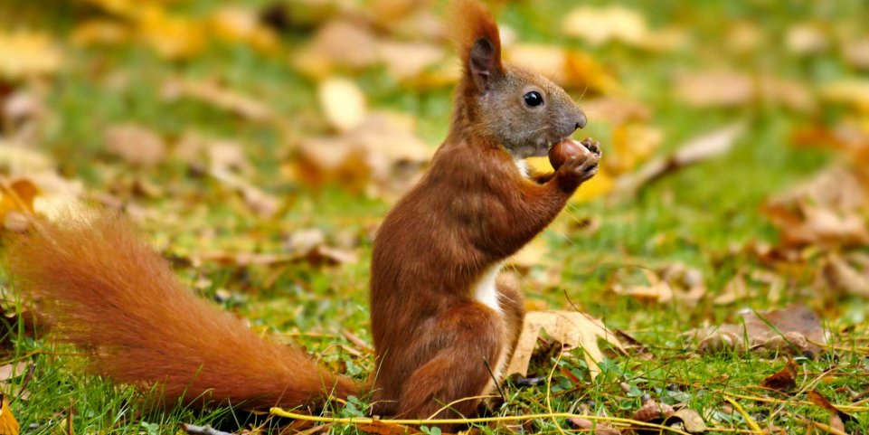 écureuil automne